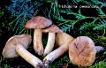 Tricholoma pessundatum-amf1874